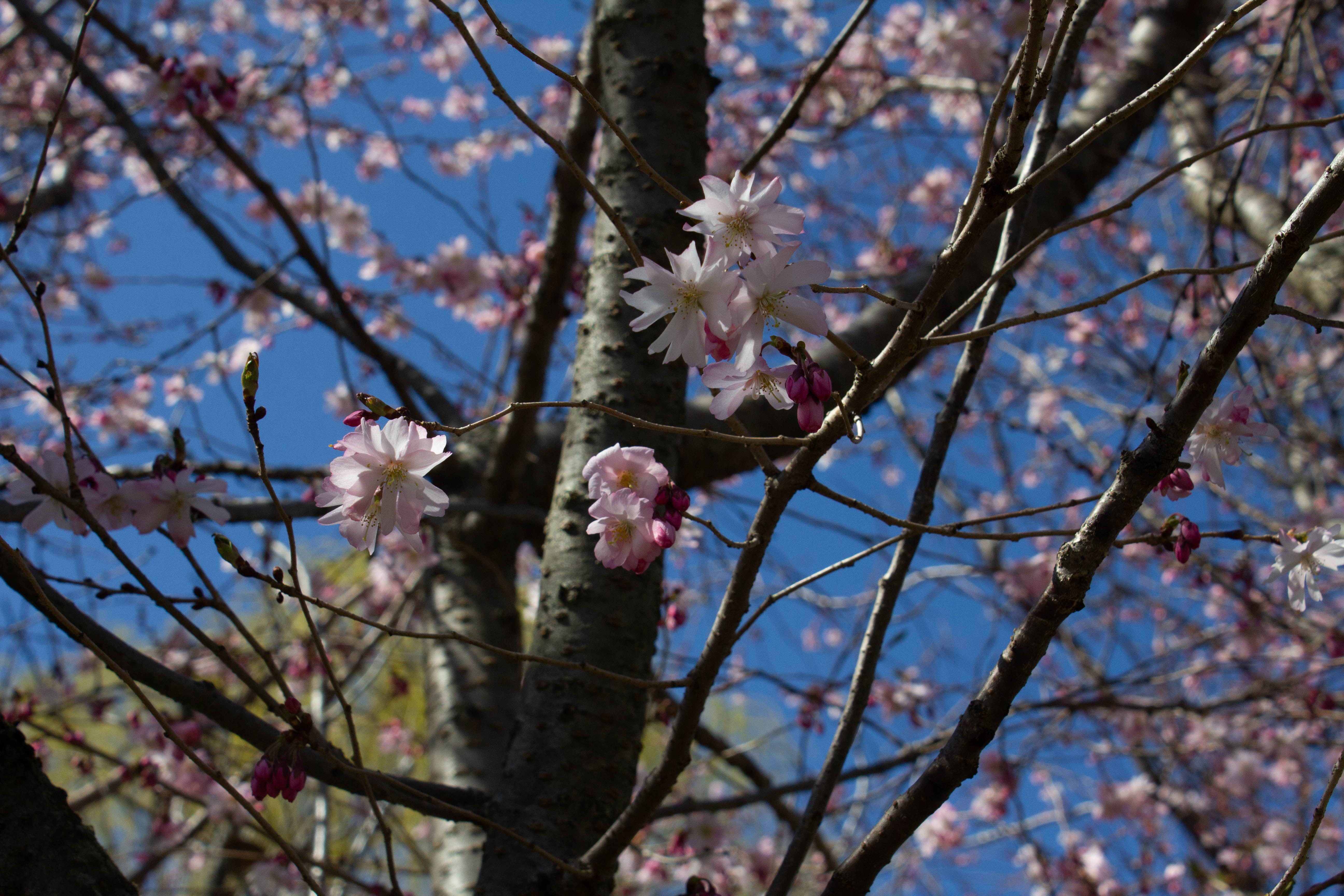 CherryBlossom-1