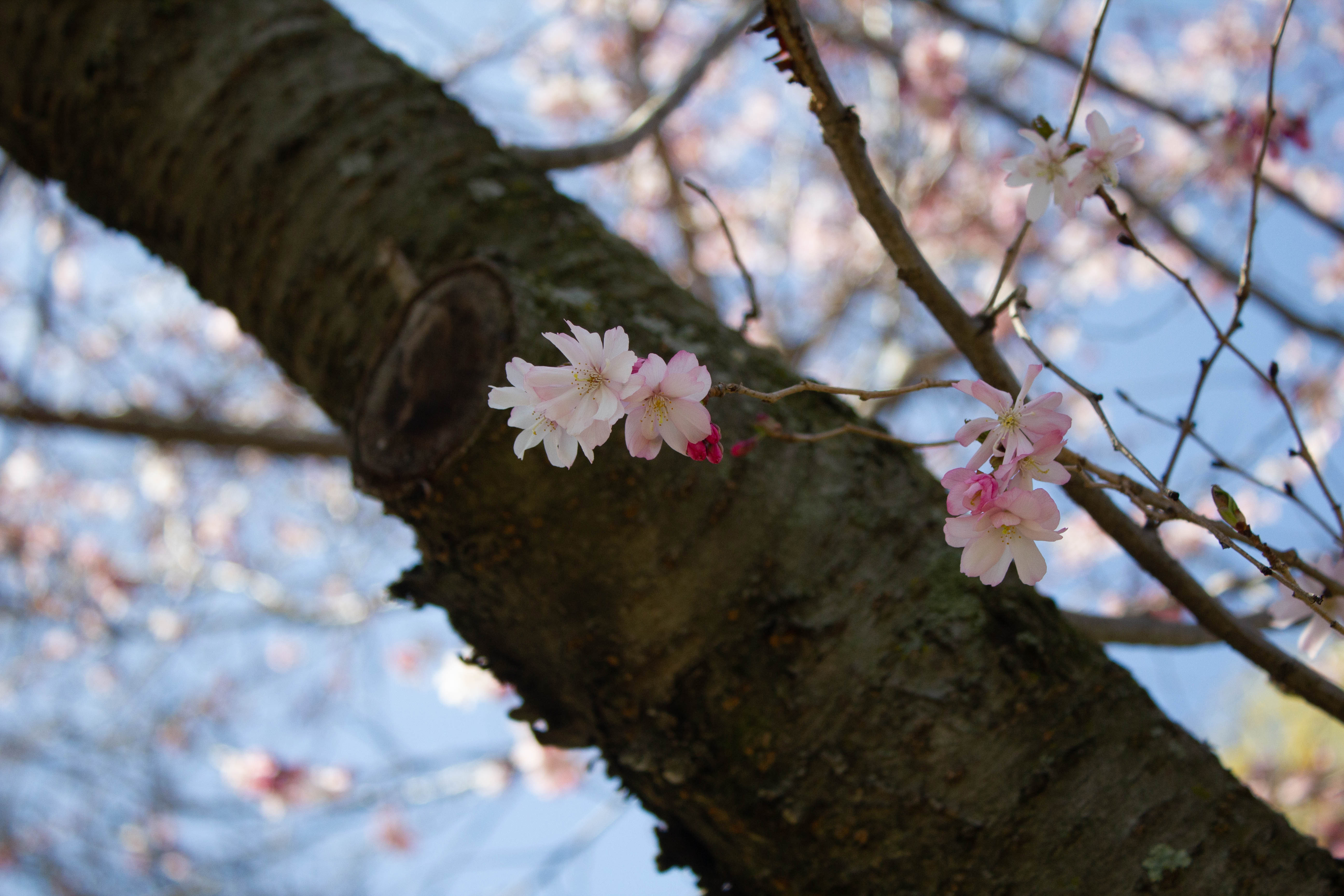 CherryBlossom-2