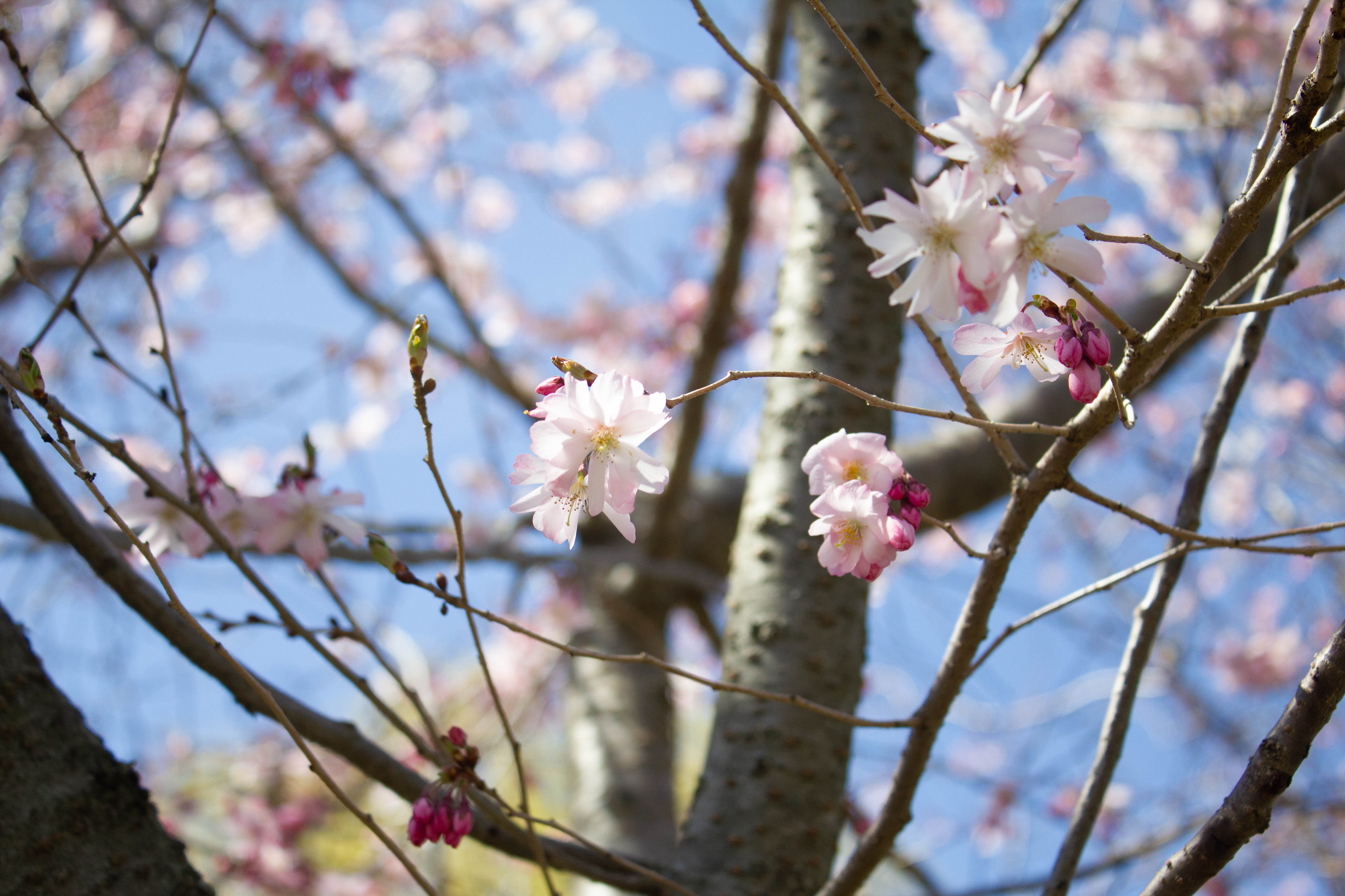 CherryBlossom-3