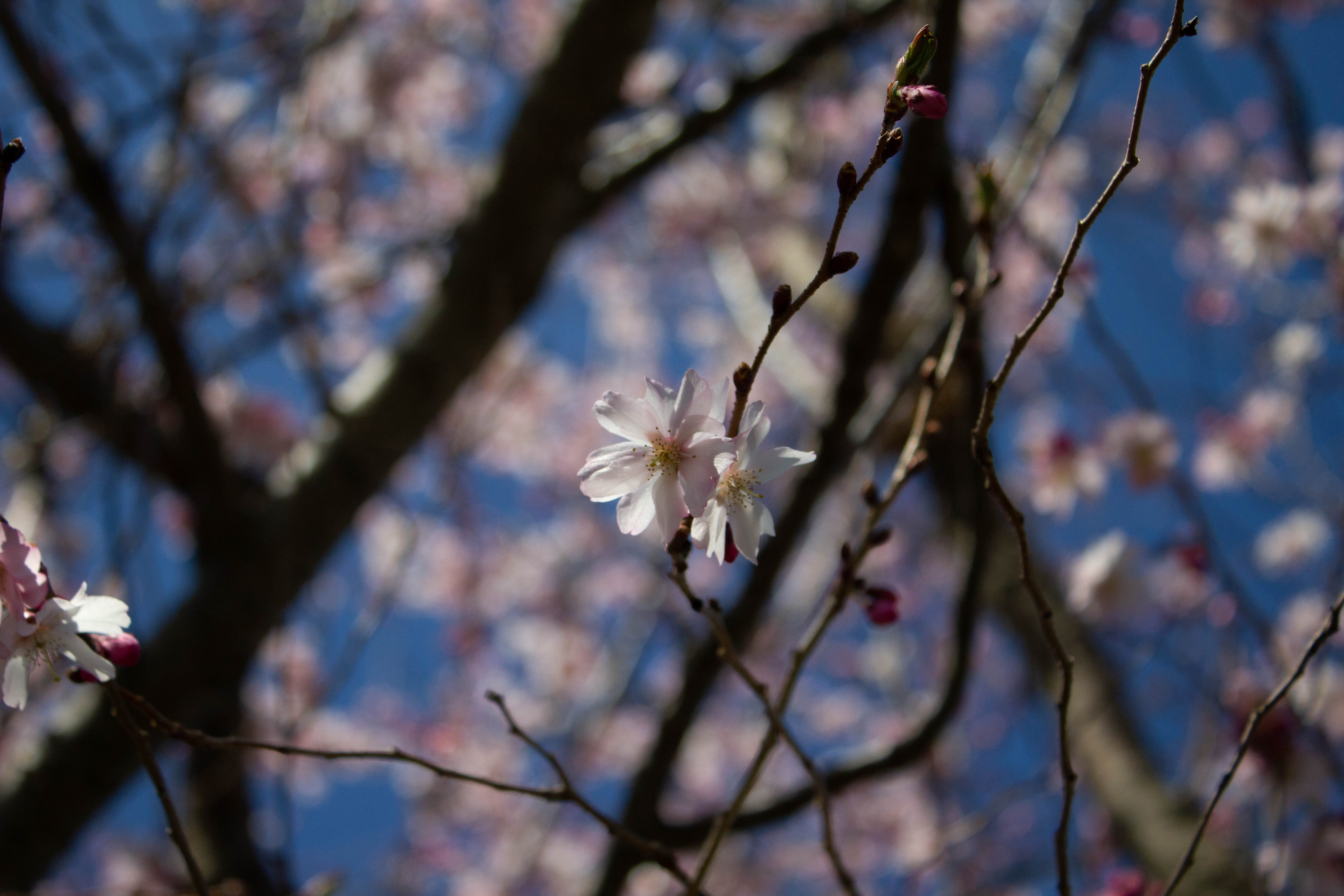CherryBlossom-4