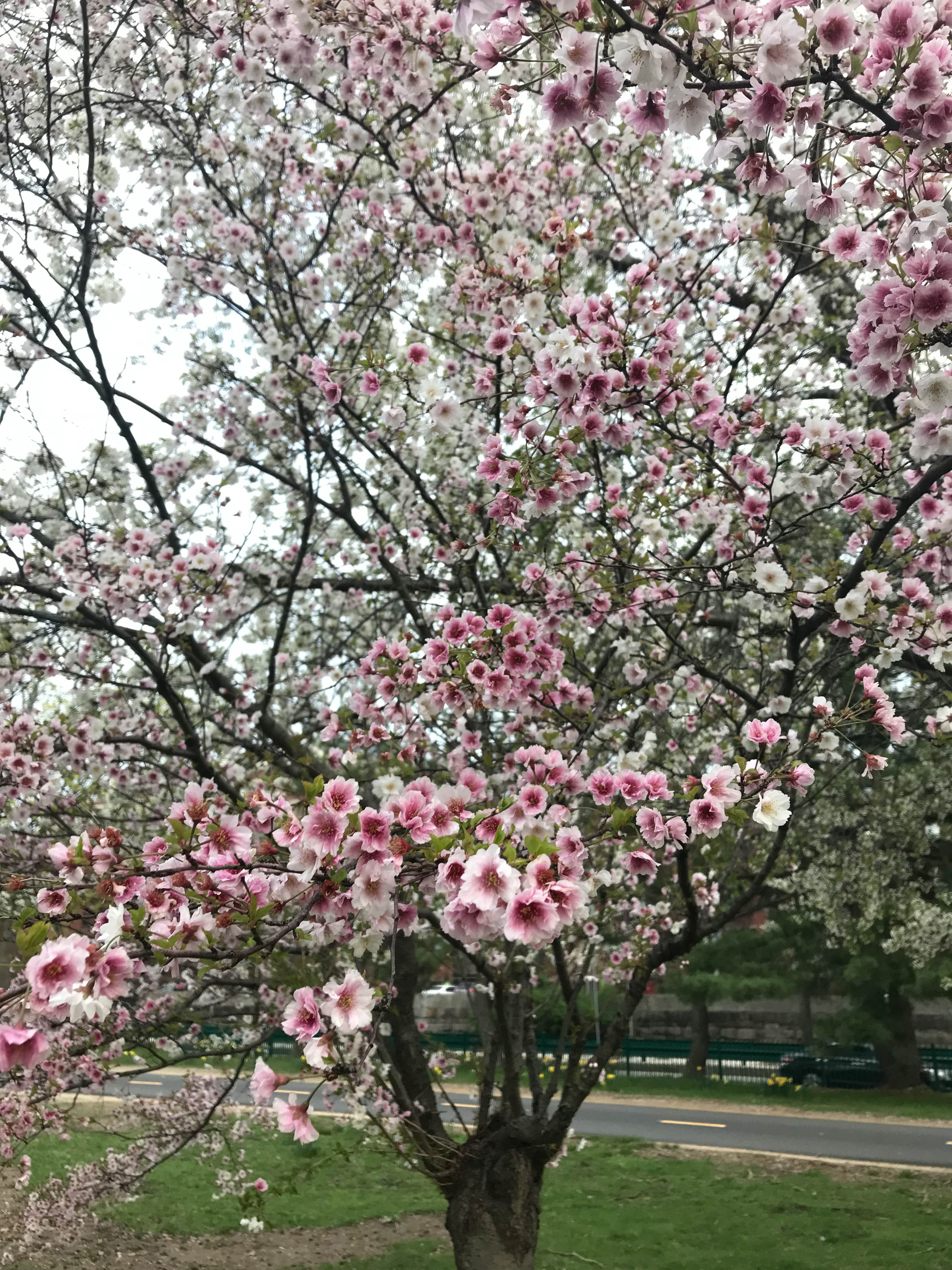 CherryBlossom-5