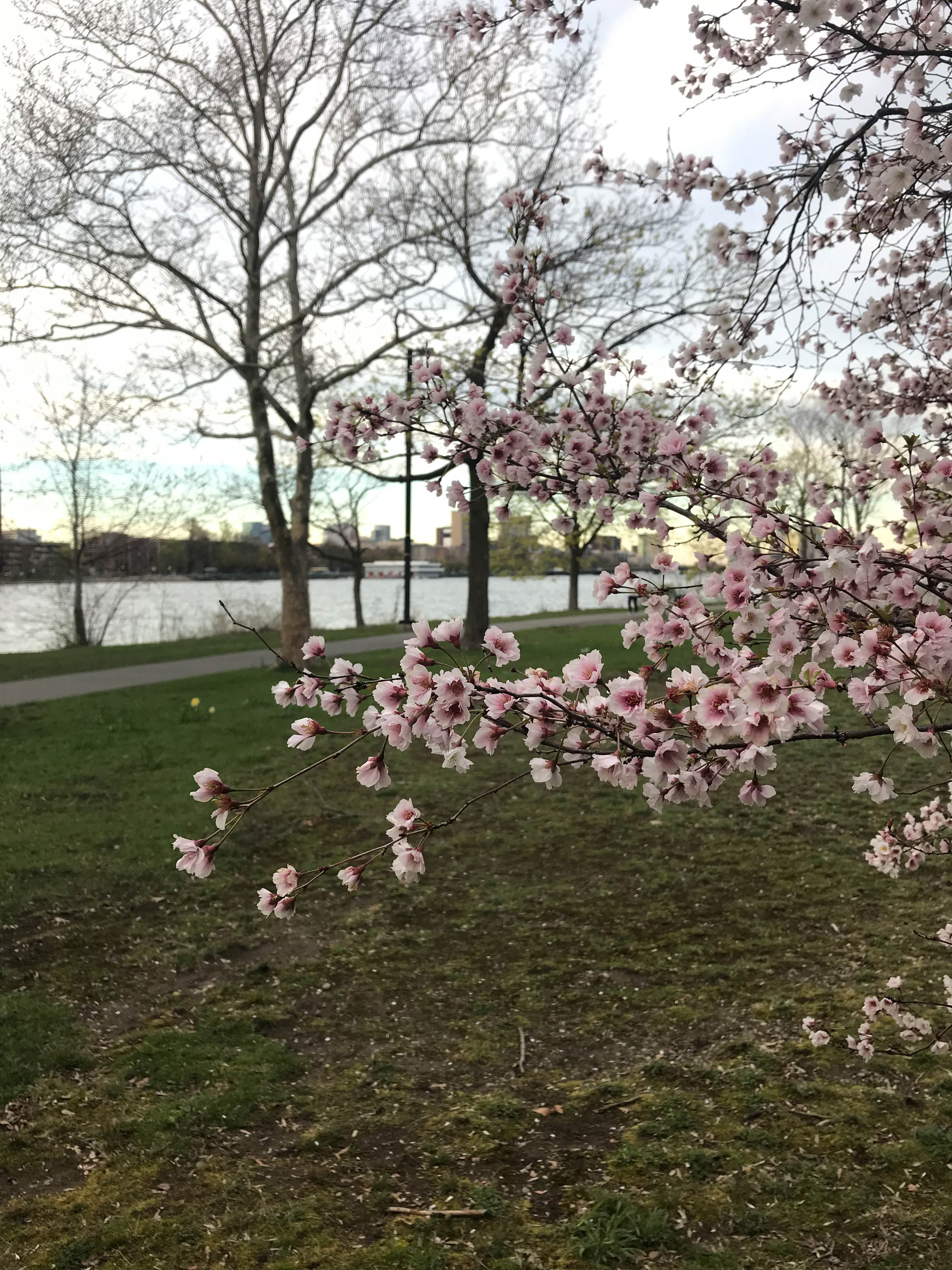 CherryBlossom-6