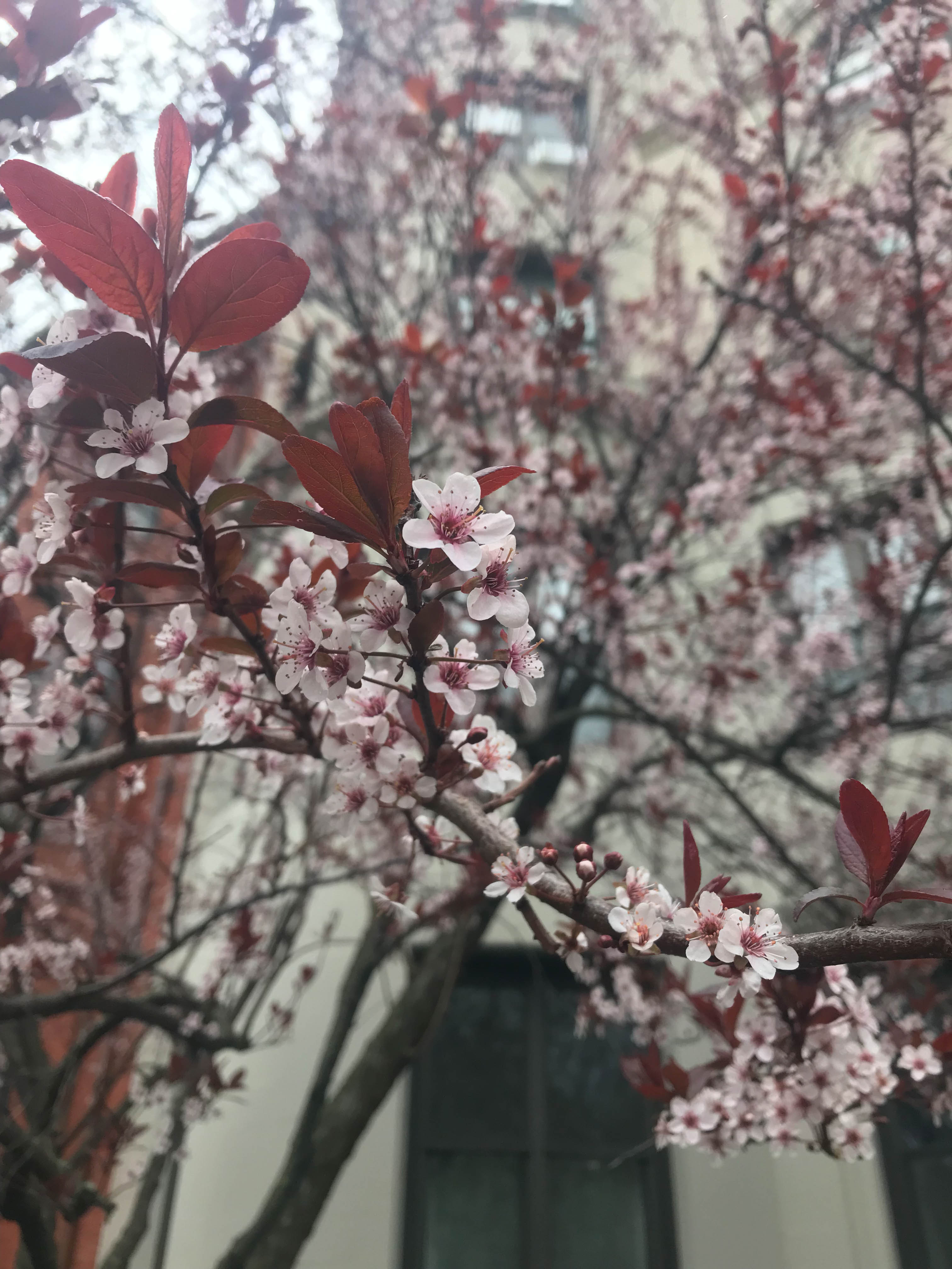 CherryBlossom-7