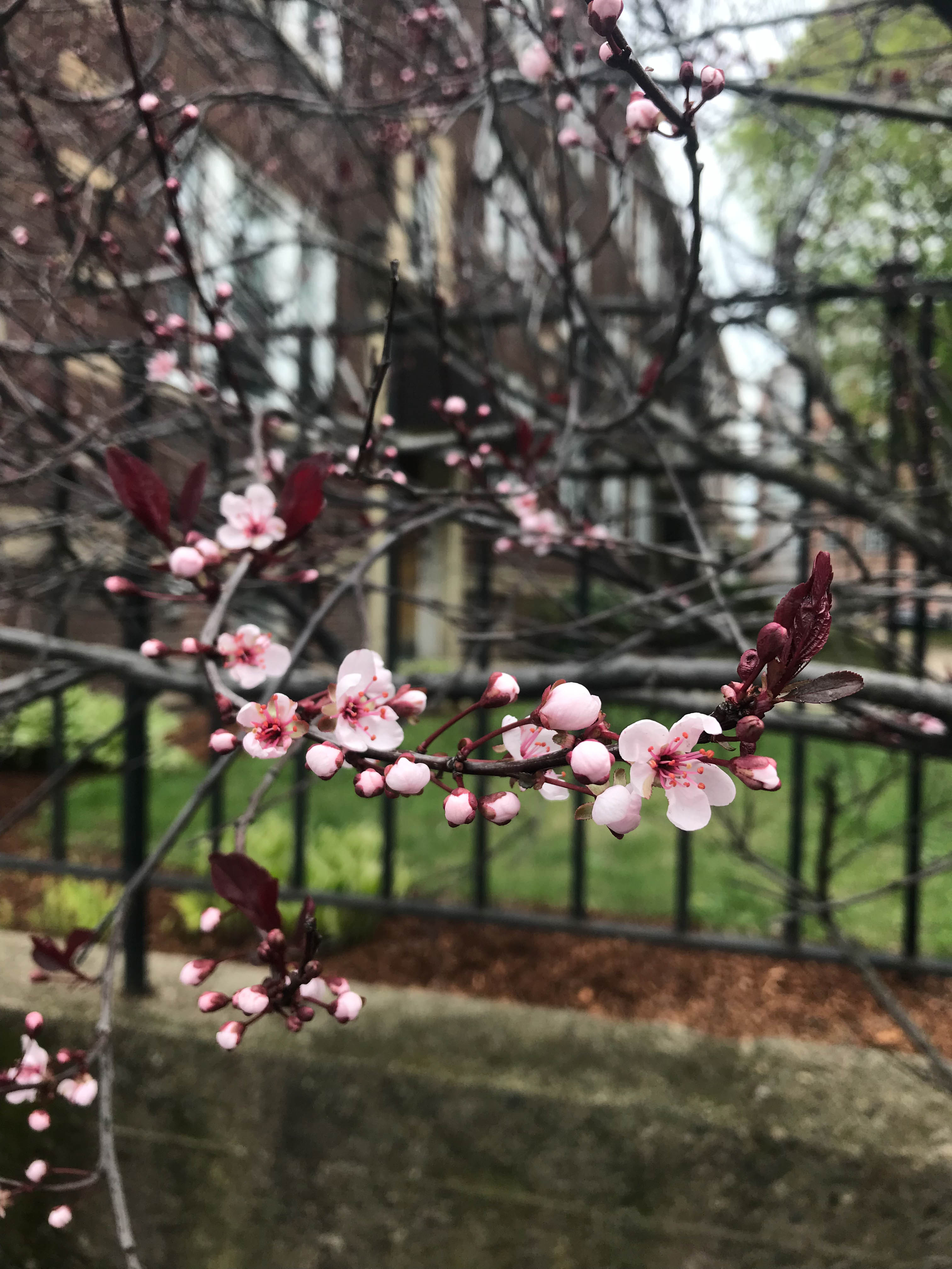 CherryBlossom-8