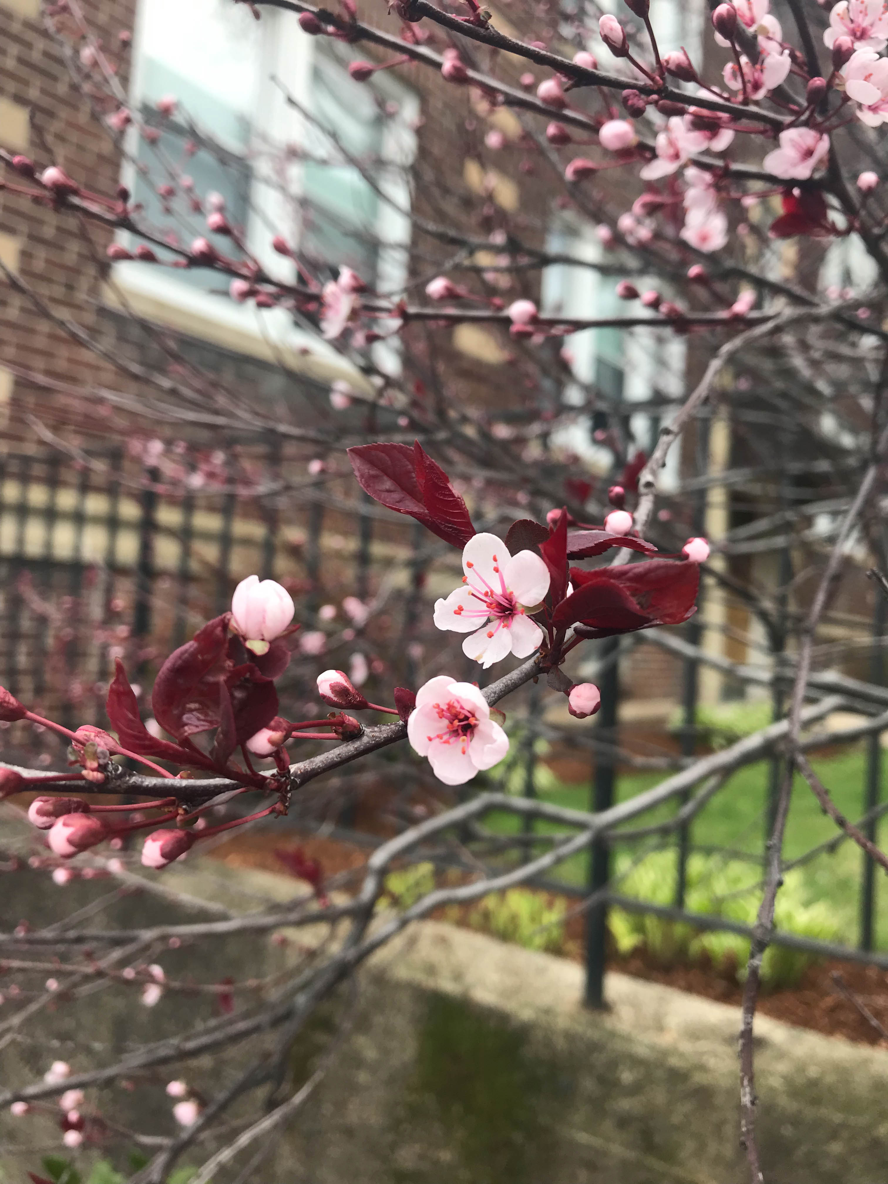 CherryBlossom-9